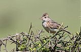 Rufous-naped Larkborder=